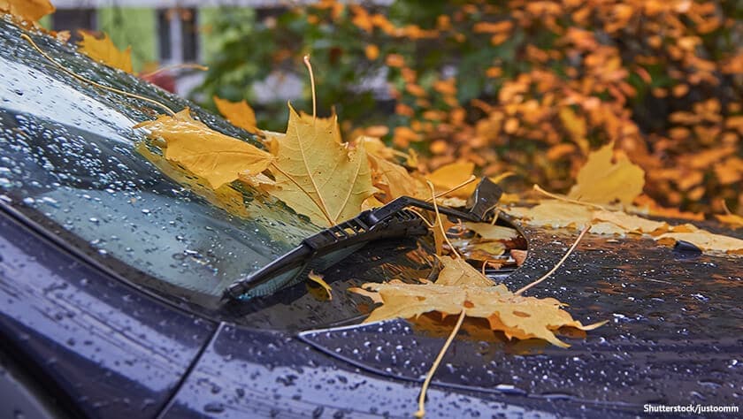 Die besten Tipps, um Ihr Auto entfeuchten und Schimmel zu vermeiden