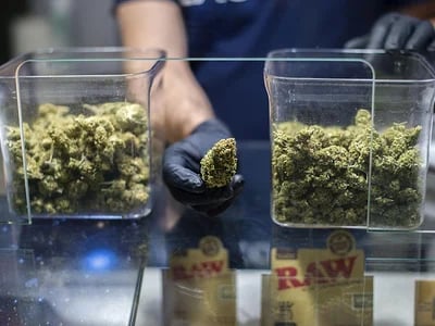 Strains für Outdoor- und Indoor-Grows – Hanfsamen bestellen mit bester Beratung
