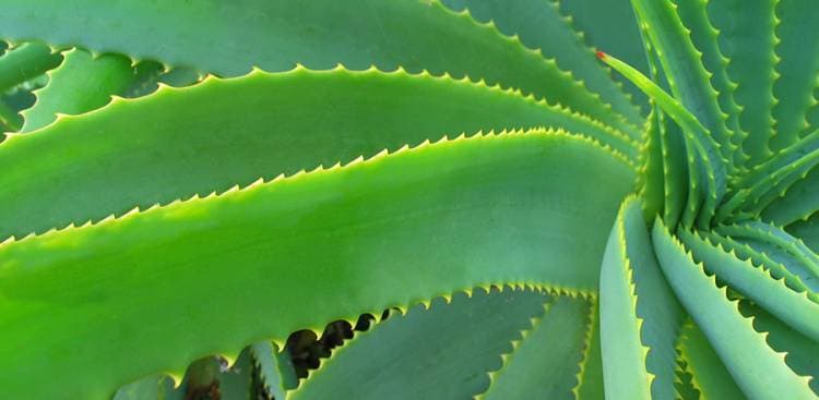 Verwöhnen Sie sich mit Forever Living Aloe Vera Luxury