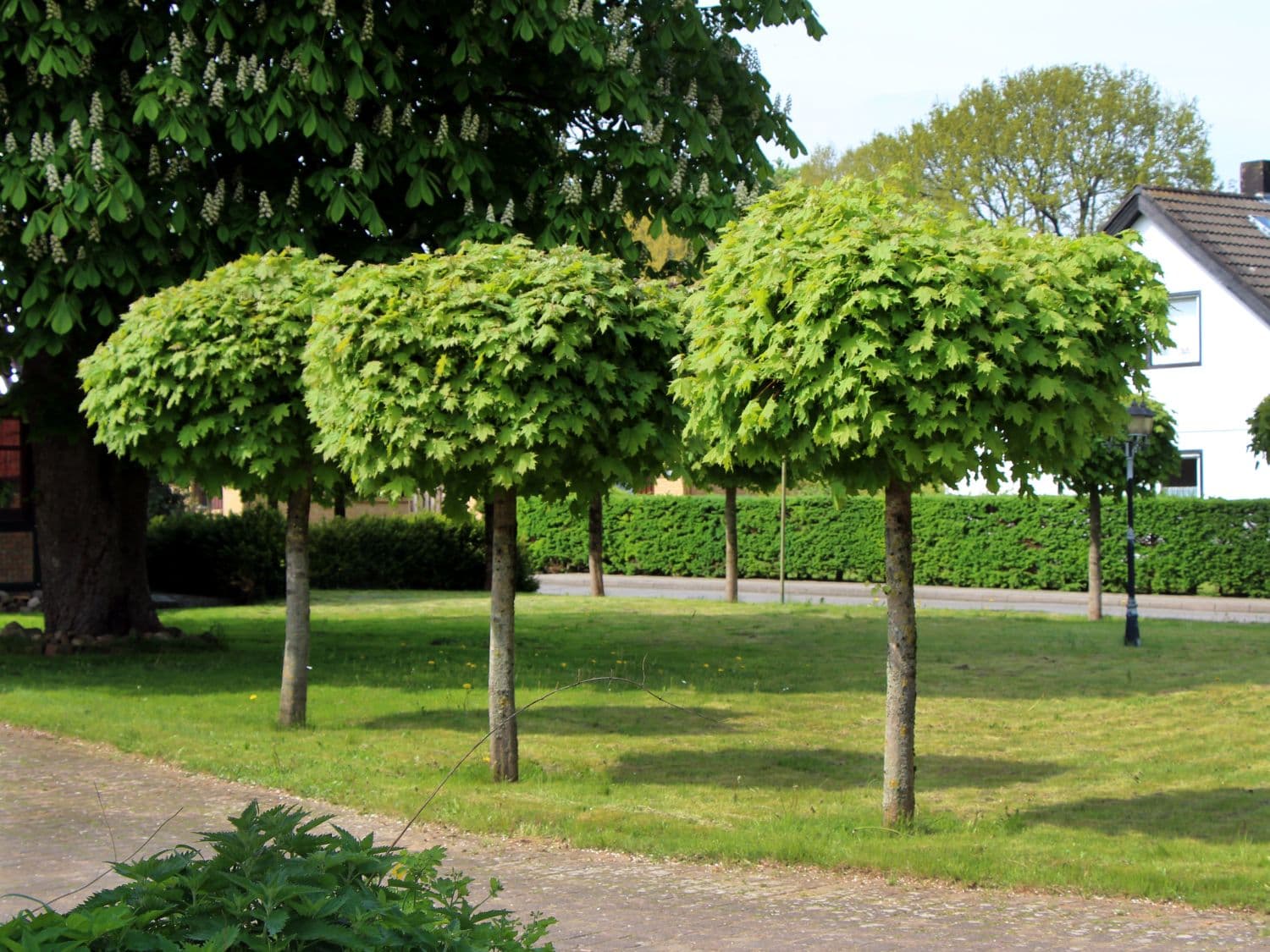 Kugelbäume kaufen: Ein neuer Trend für Ihren Garten