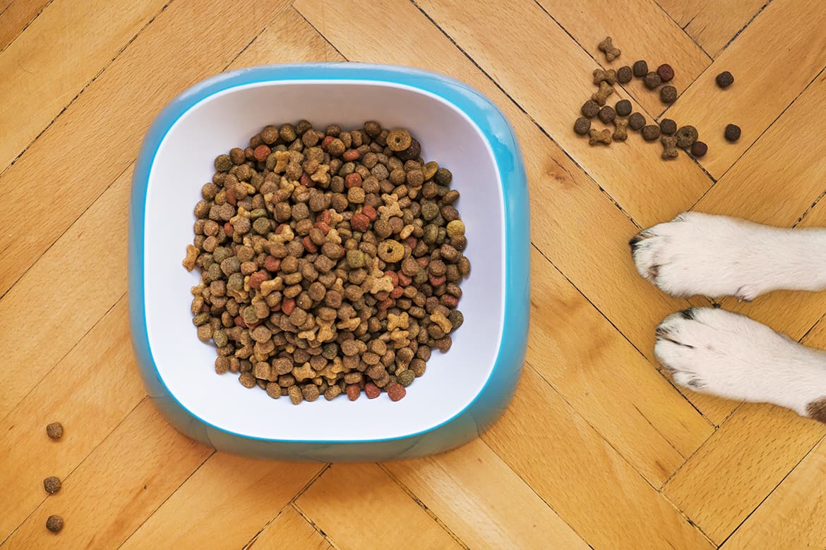 Hundezubehör: 10 Must-Have Produkte für Ihren treuen Begleiter