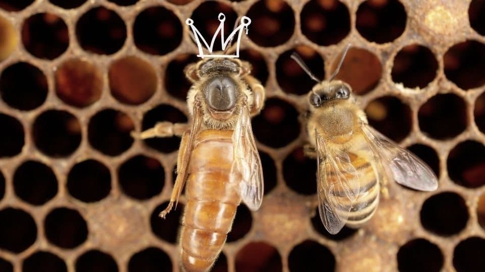 Die heilende Kraft von Bienenprodukten: Natürliche Therapien für Gesundheit und Wohlbefinden
