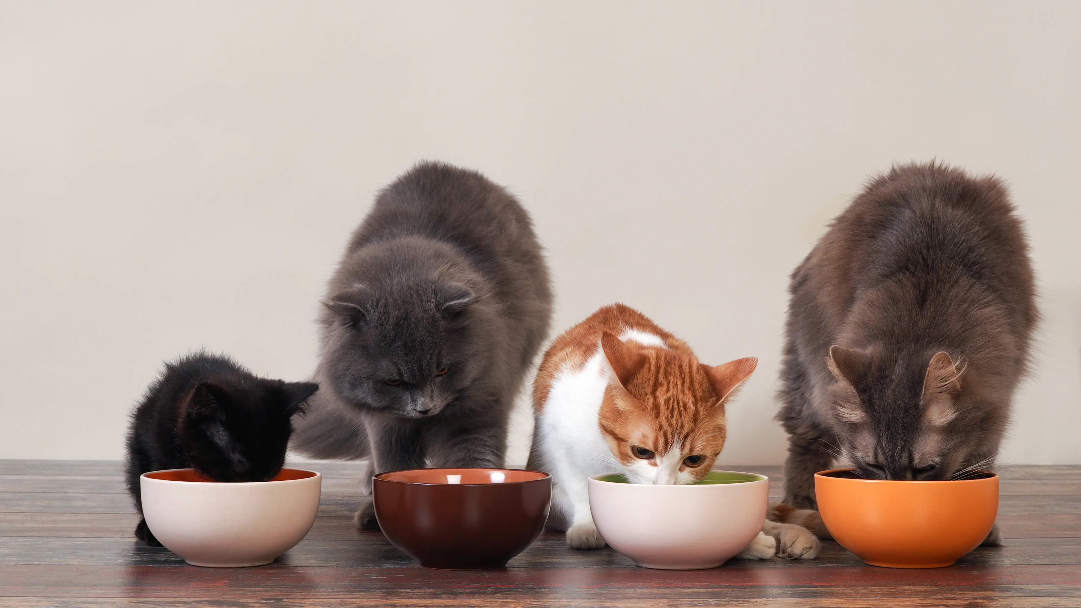 Katzenfutter für gesunde Samtpfoten: Der Weg zum Wohlbefinden mit Catfood